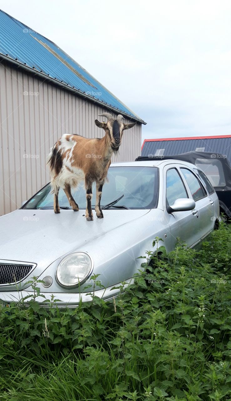 goat on a car