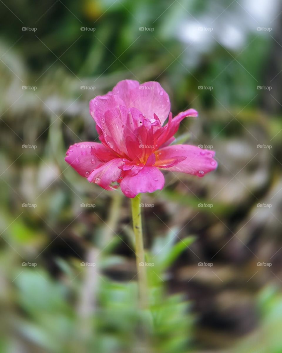 pink flowers