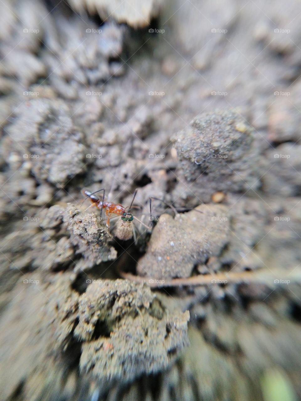 ant catching a mosquito