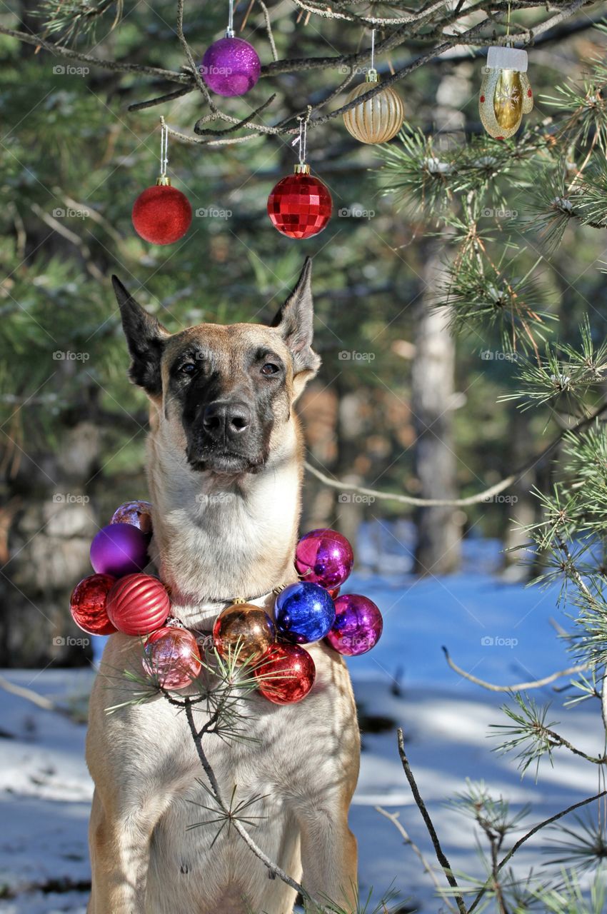 Christmas malinois