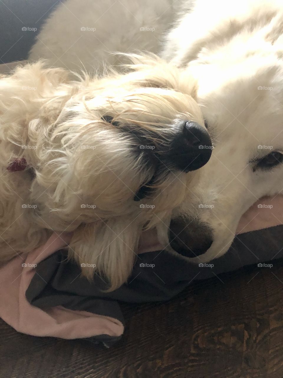 Two cute, sweet, super floofers snuggled into a sweet little cuddle puddle. 