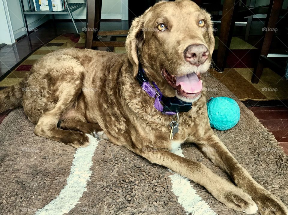 Happy Chesapeake Bay Retriever 