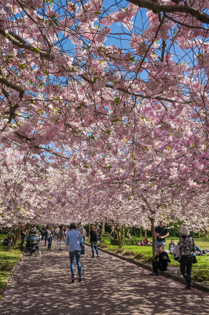 Pink park