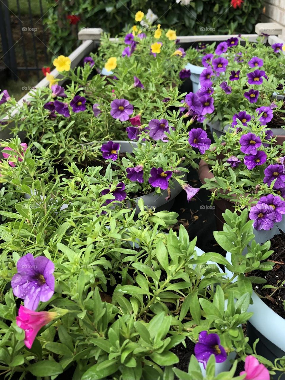 Container Petunias 