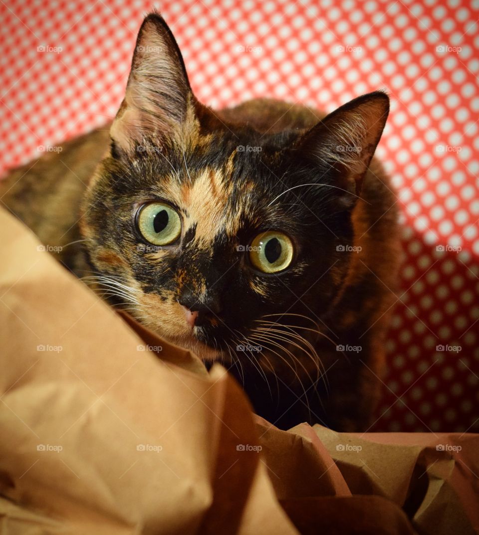 Fun wrapping adventures with Itty Bit! This silly girl LOVES to “help” with everything! This time of year her favorite thing to do is help wrap presents!