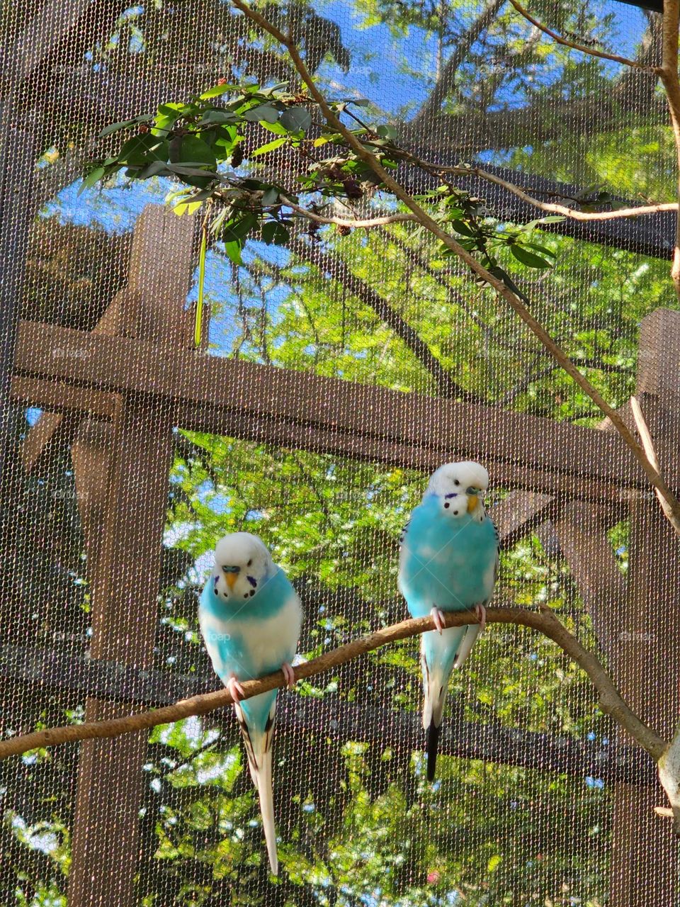 Blue budgies