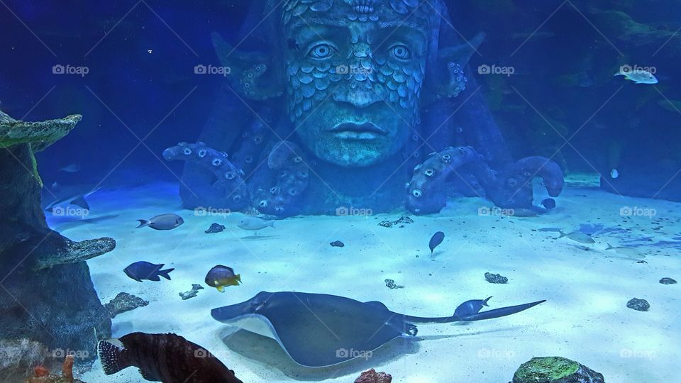 Stingray and Fish Aquarium