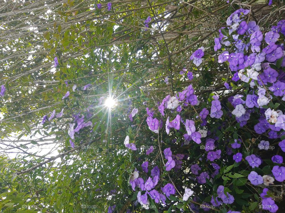 purple flowers and sunlight