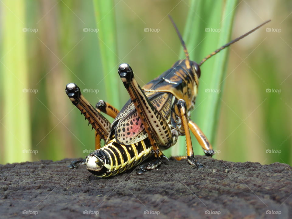 Lubber Grasshopper