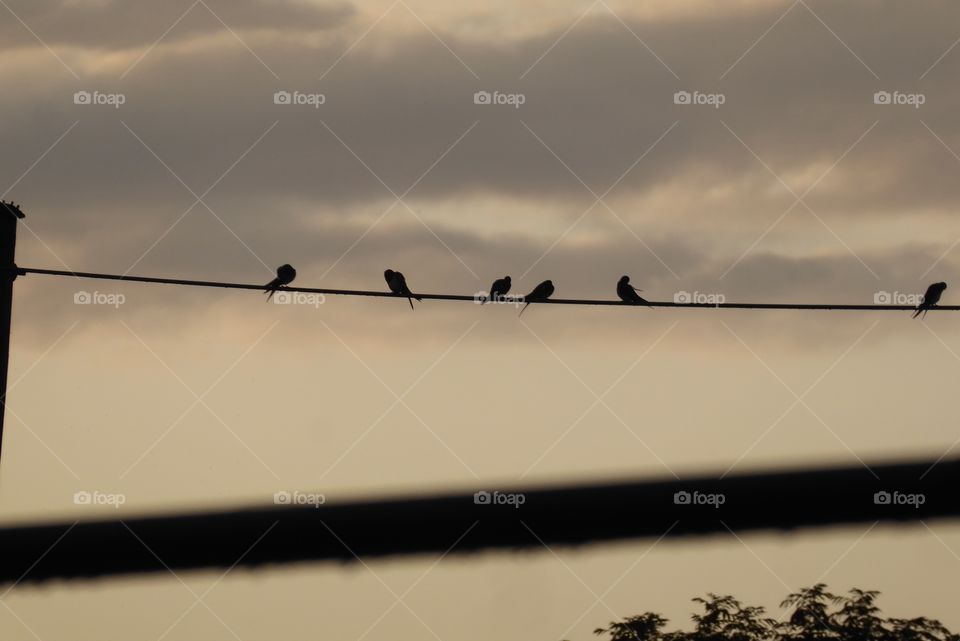 Birds on power cable - Silhouette - 