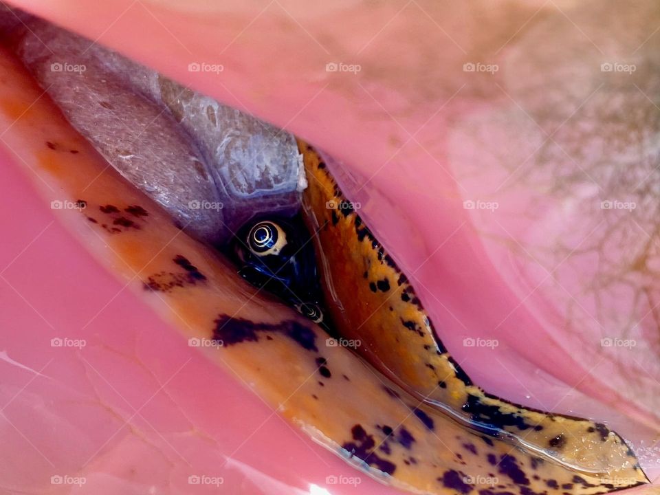 Inside the shell of a giant conch found while swimming in the Bahamas
