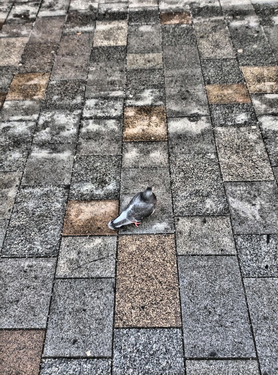 Osservando in silenzio