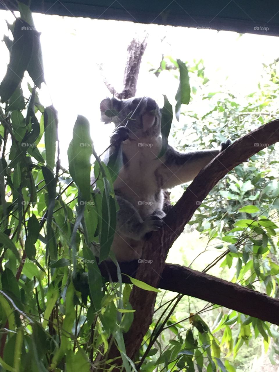 Koala