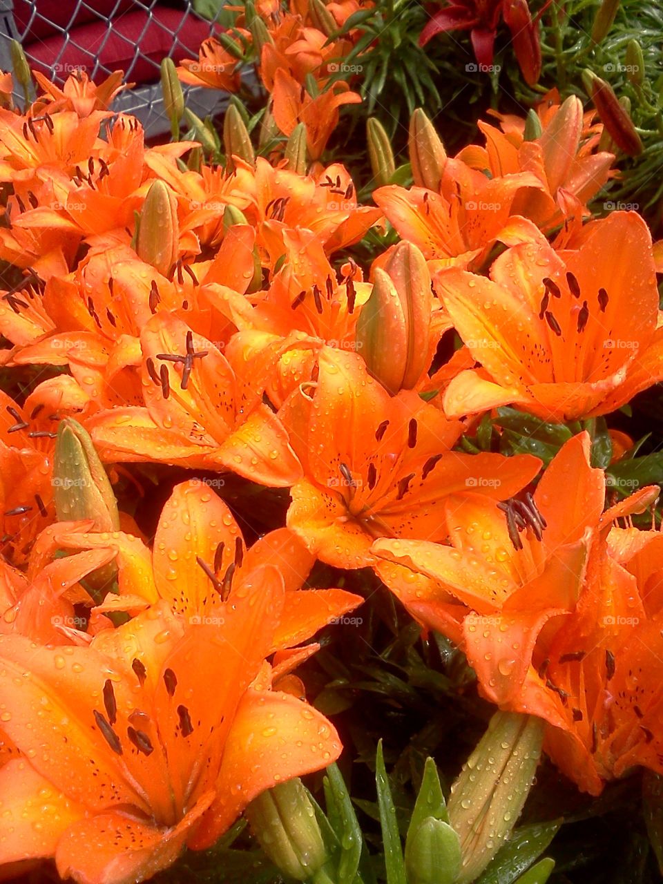 bright orange flowers beautifully scattered with raindrops