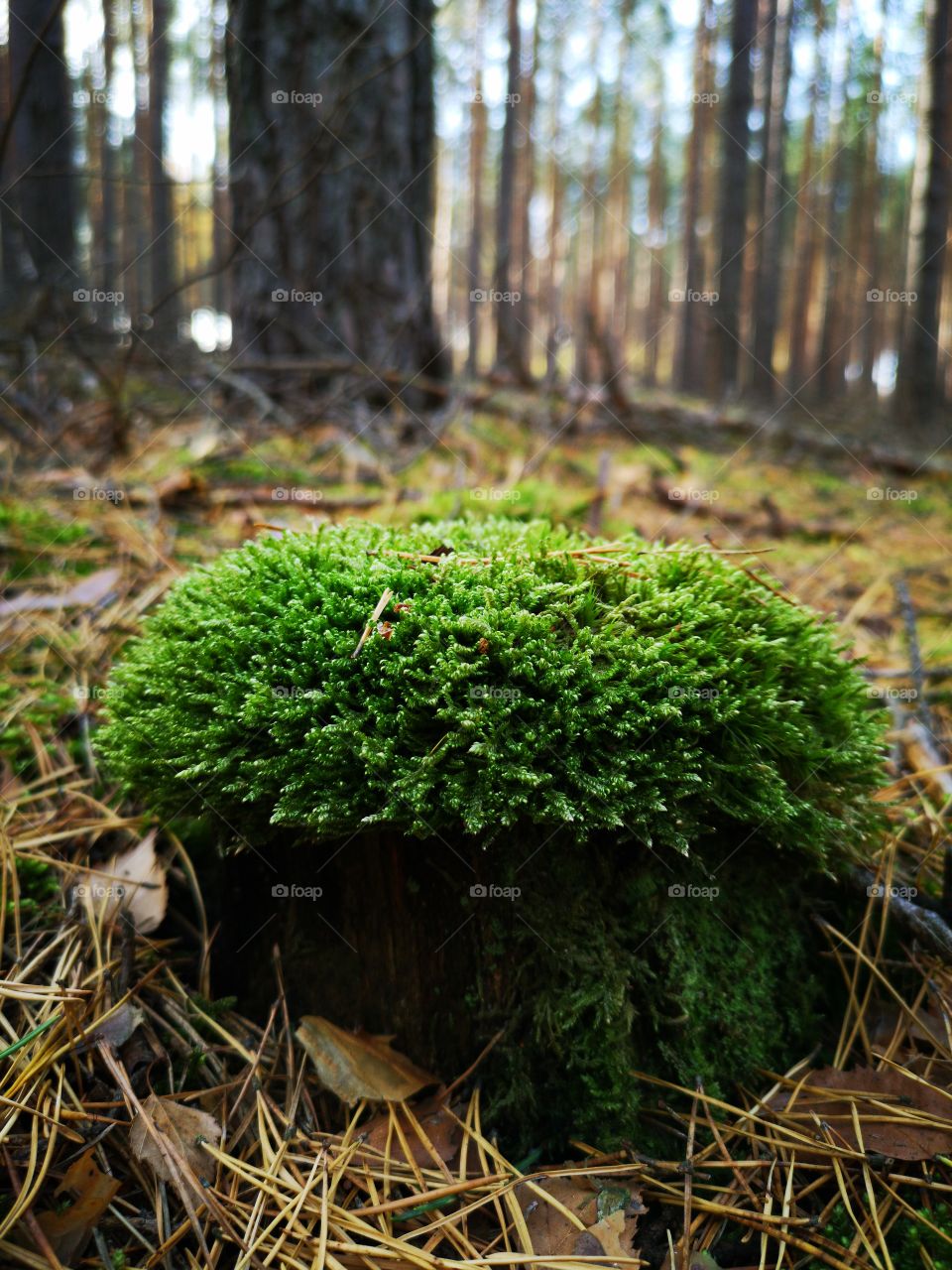 Green moss in the autumn forest. Zielona Góra. Poland