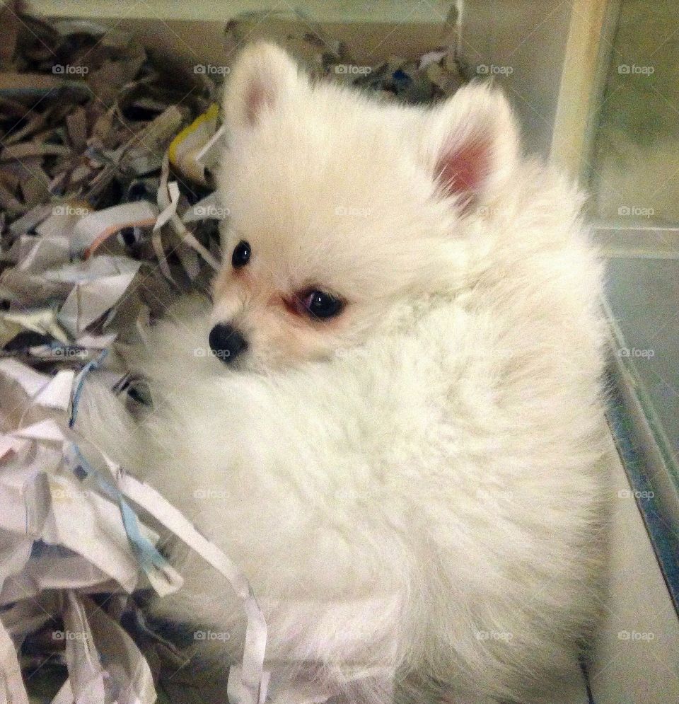 Pets ready to go home 