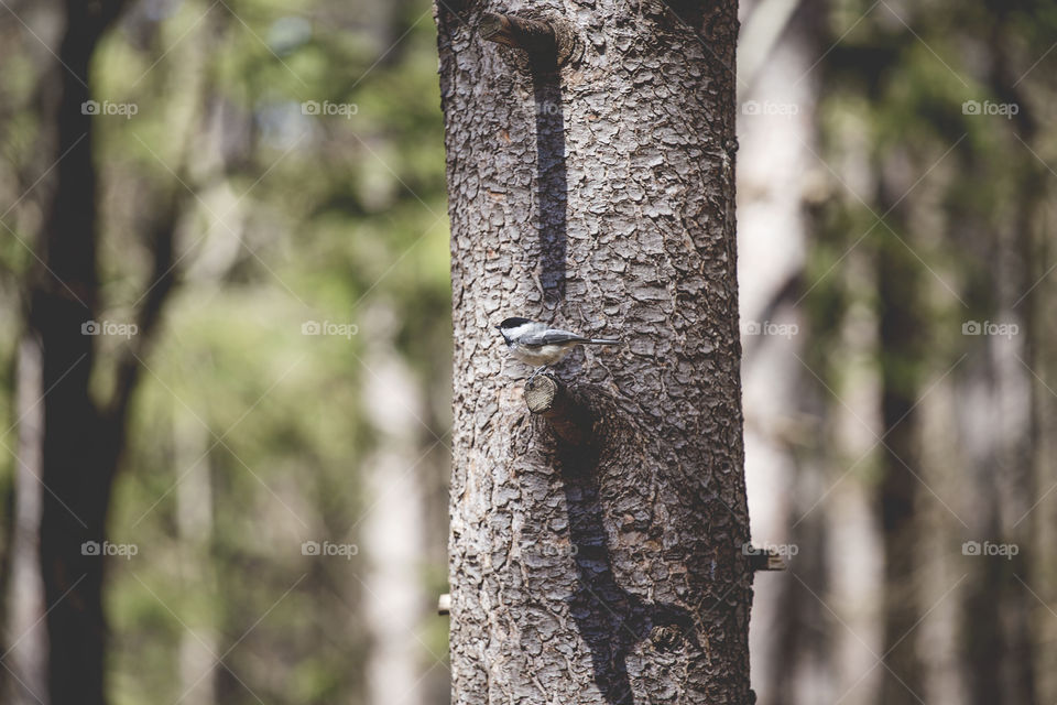 Chickadee on tree