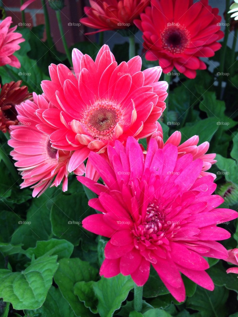 Pink Gerbera Daisies