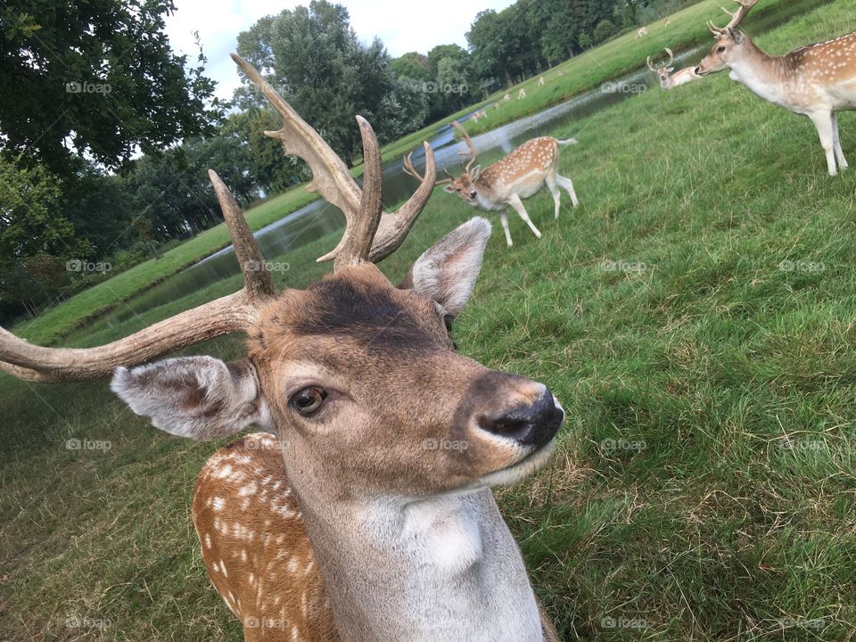 Oh Deer..