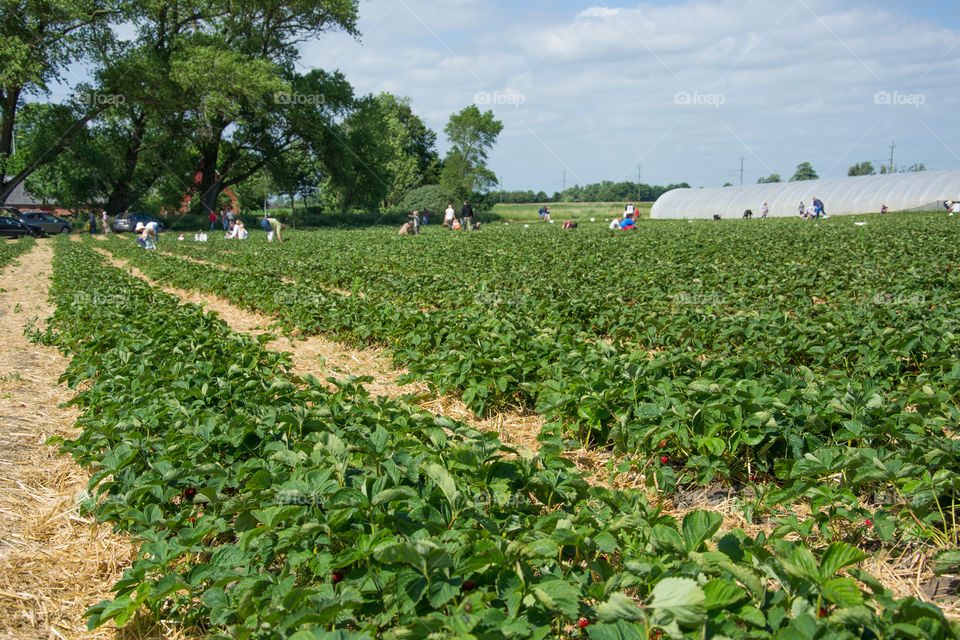 Field of Strawberries and people selfpicking outside Malmö in Sweden.