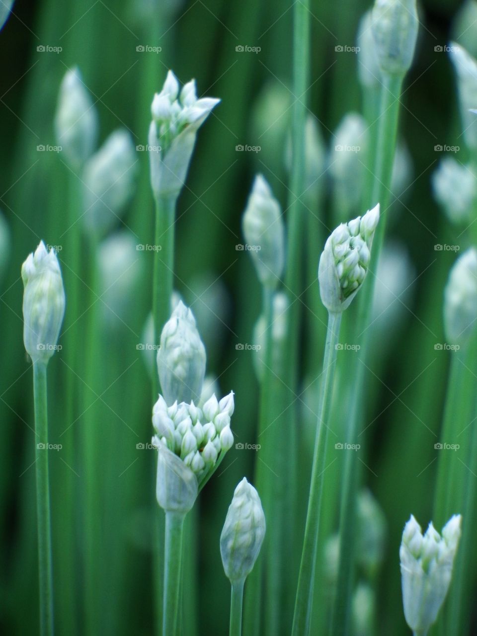 Onion blossoms 2. Soft focus detail close up of white onion blossoms.