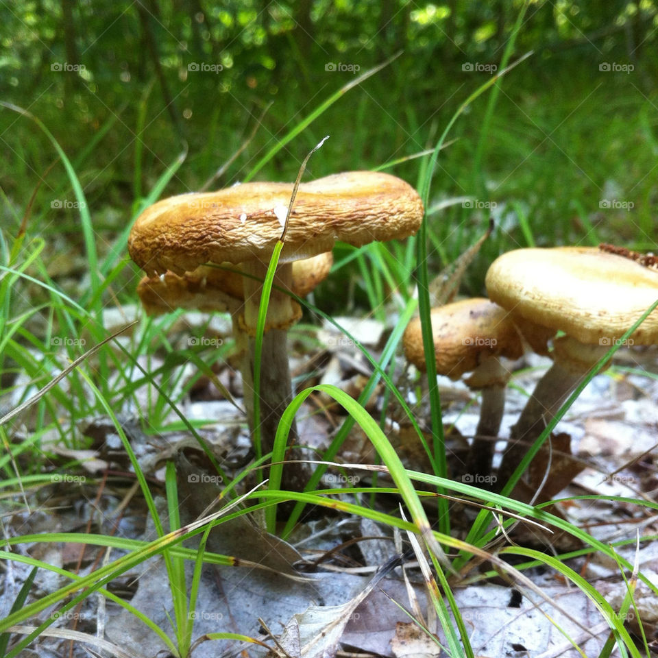 grass forest floor mushrooms by serenitykennedy