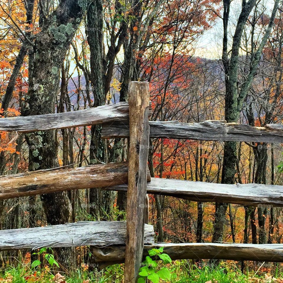 Wood, Tree, Fall, Fence, Nature