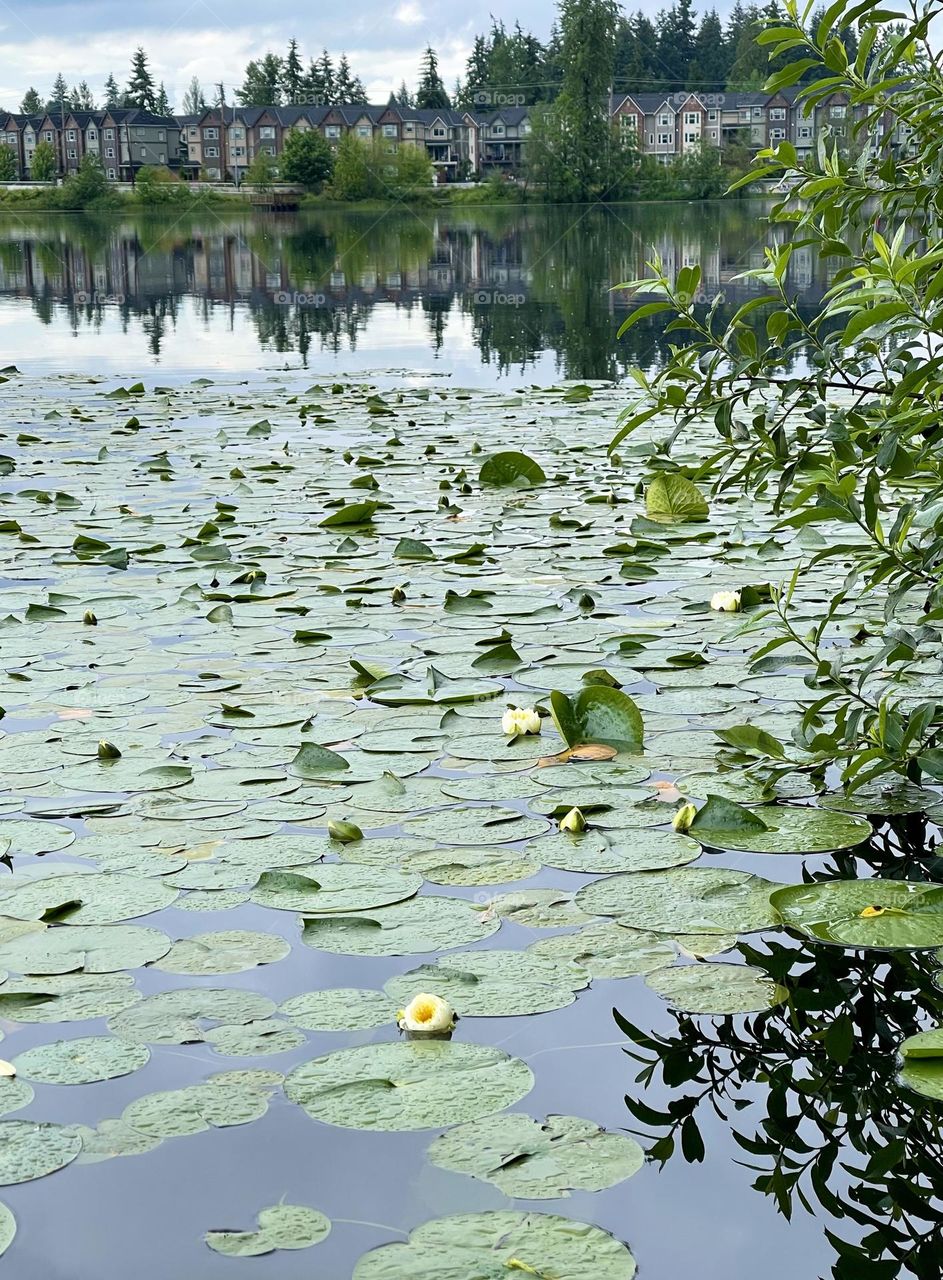 Pound with water lilies at cloudy day 