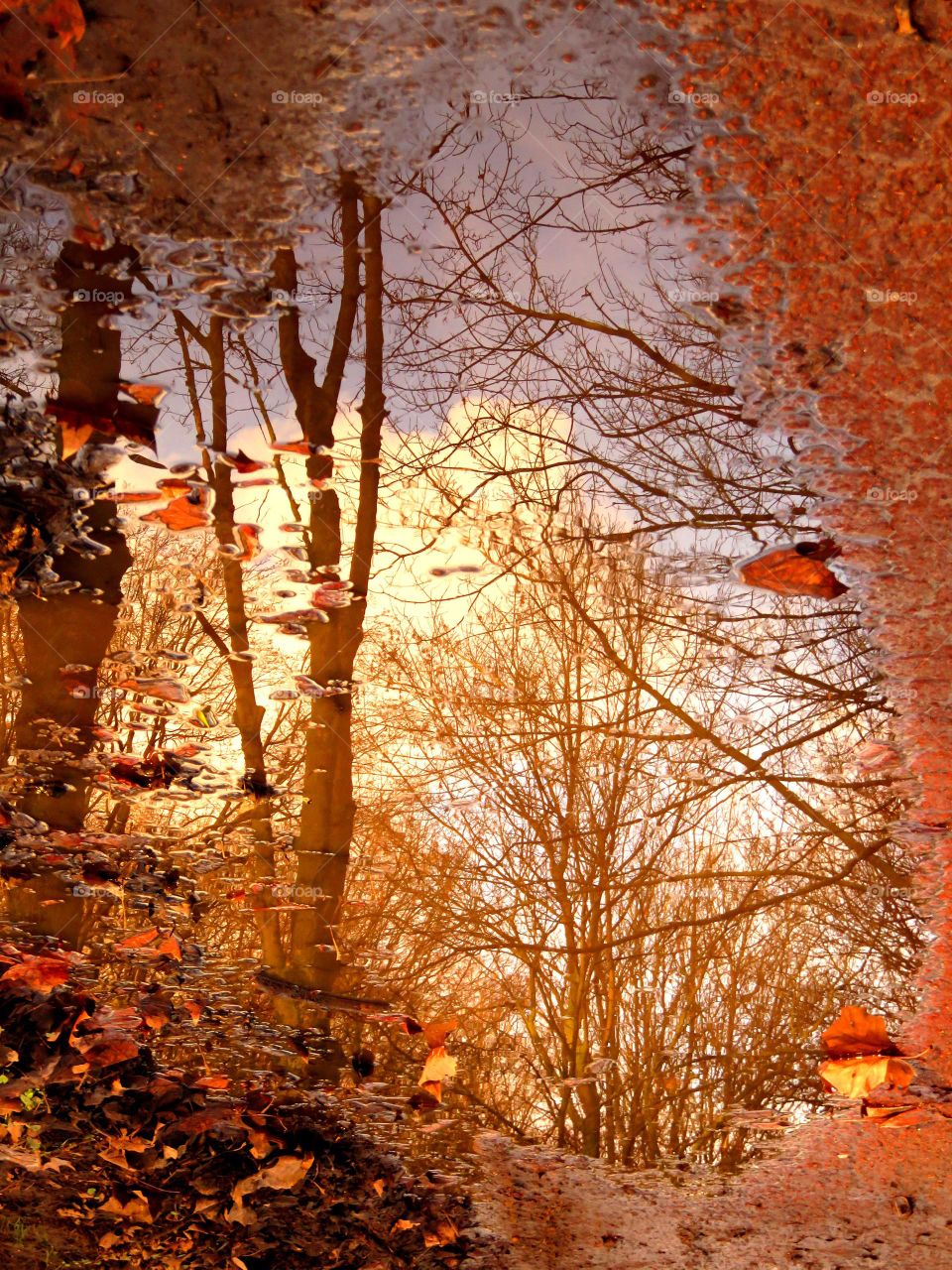 Bare trees reflected on water