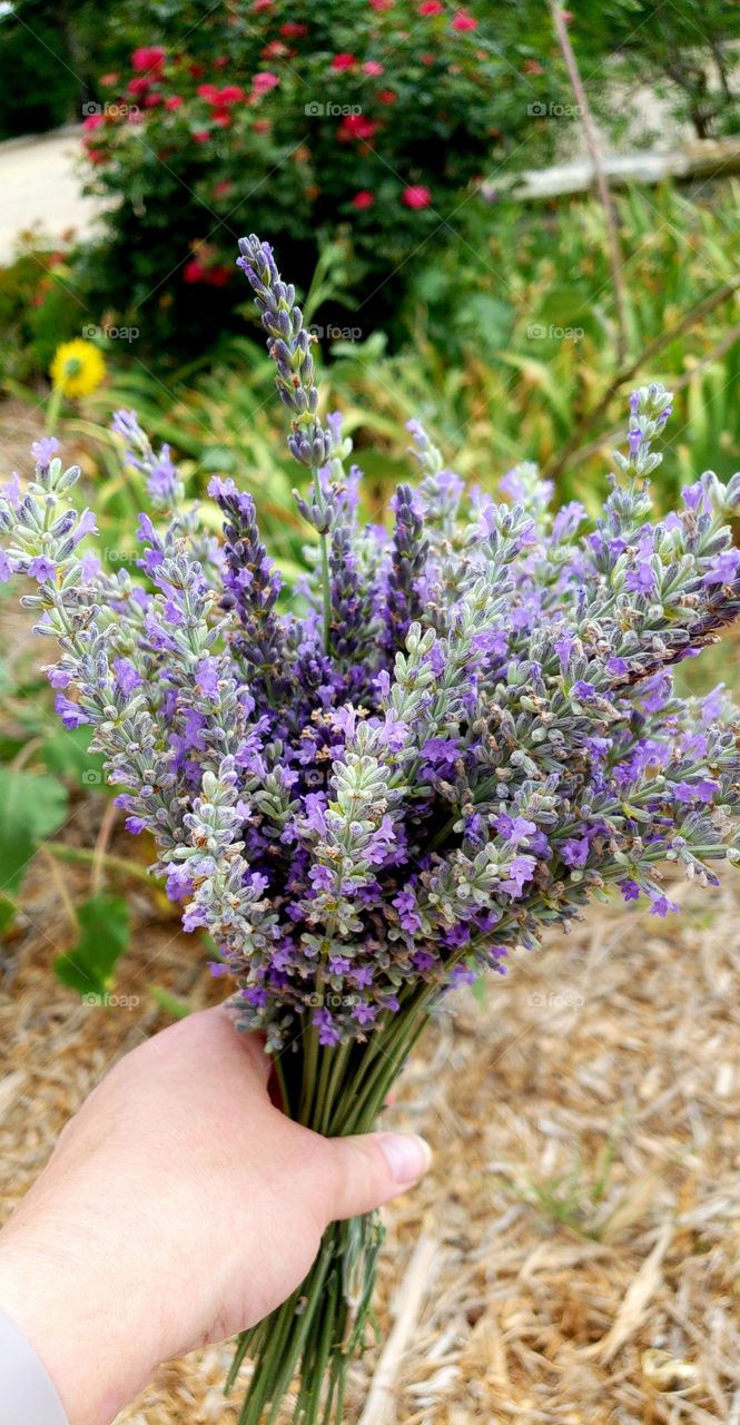 Person holding a lavender bouquet with flowers in the background.