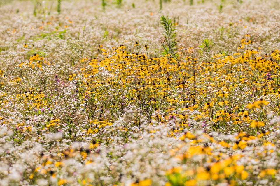 Field of a wild flowers 