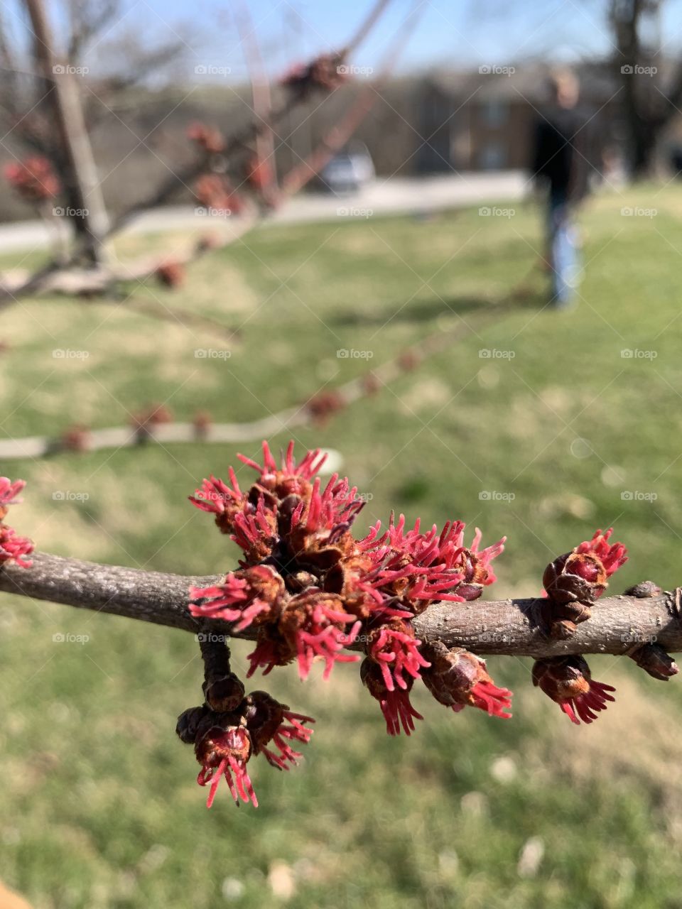 First sign of Spring in Kentucky 