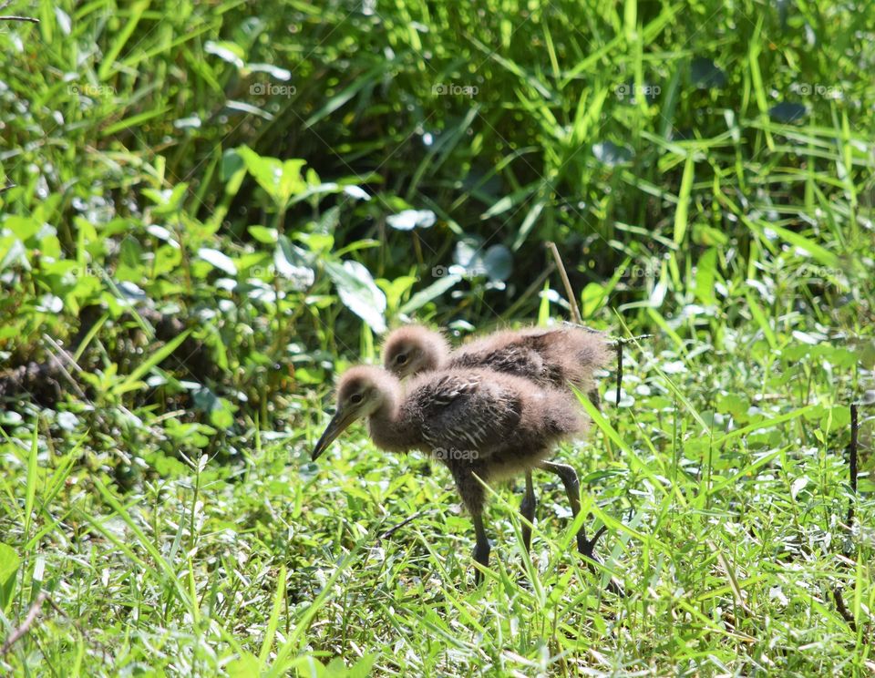 Limpkin chicks