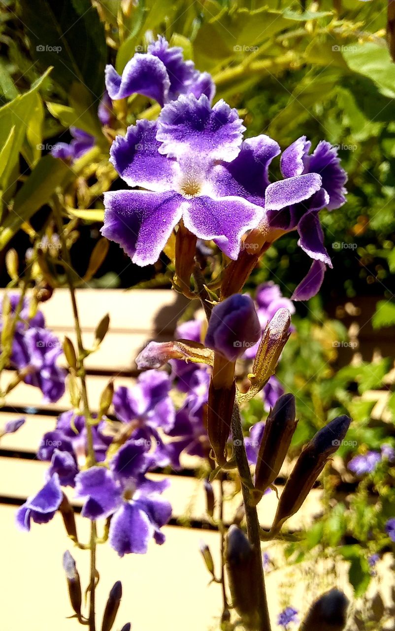 Duranta erecta