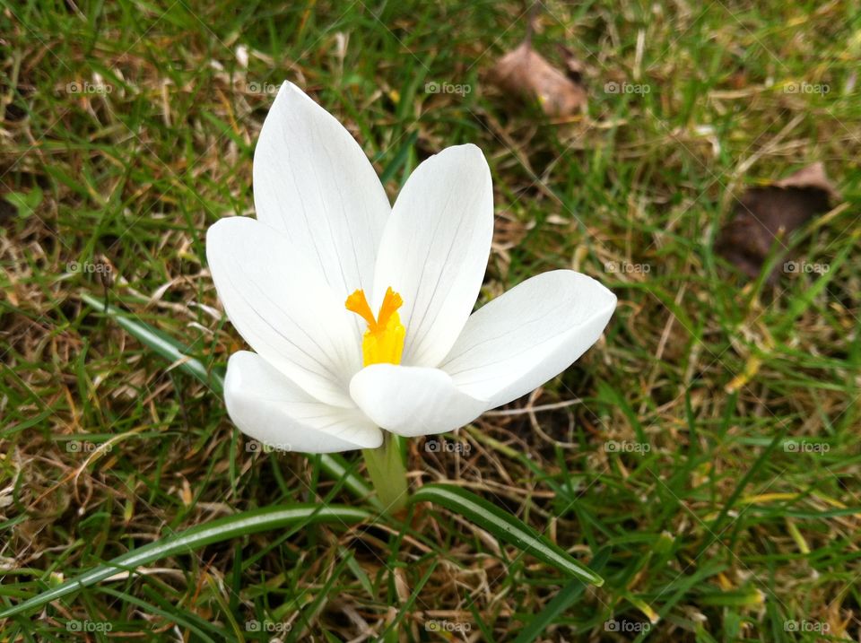 Crocus. Spring