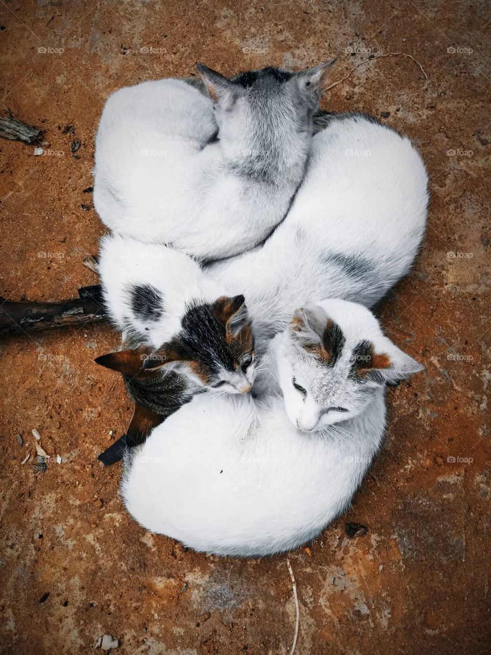 Cute cats