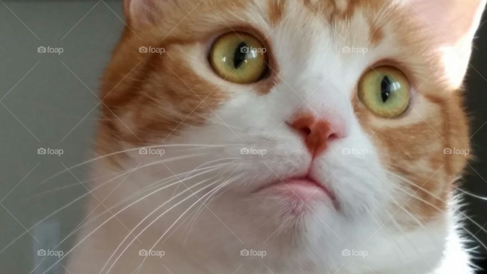 cat, close up, face,