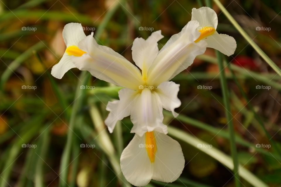 Iris top view 