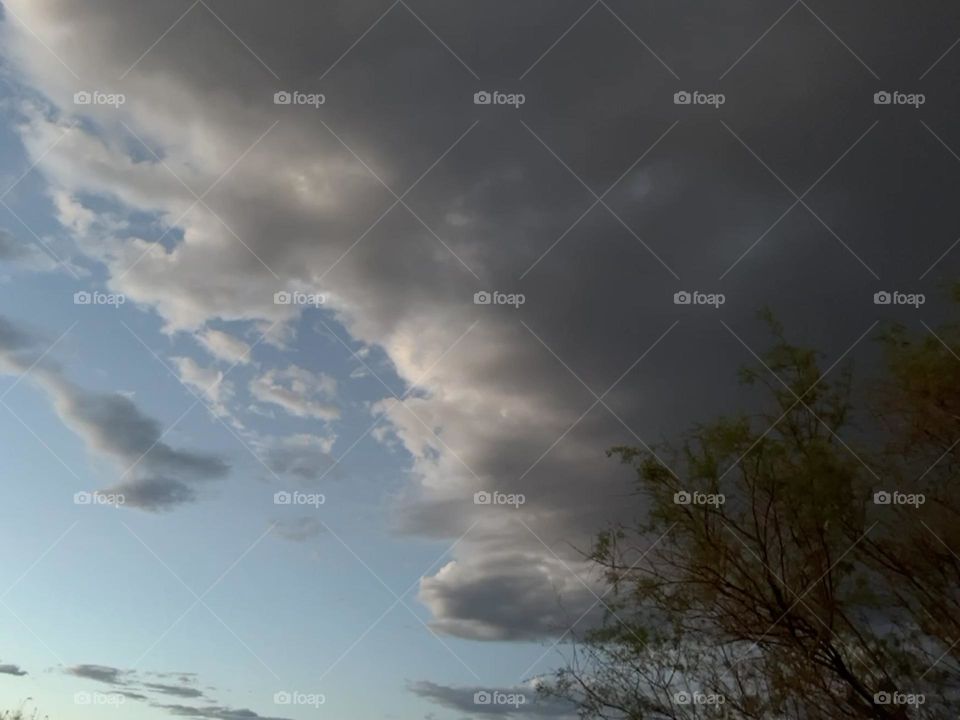 A tree with clouds rolling in behind it.