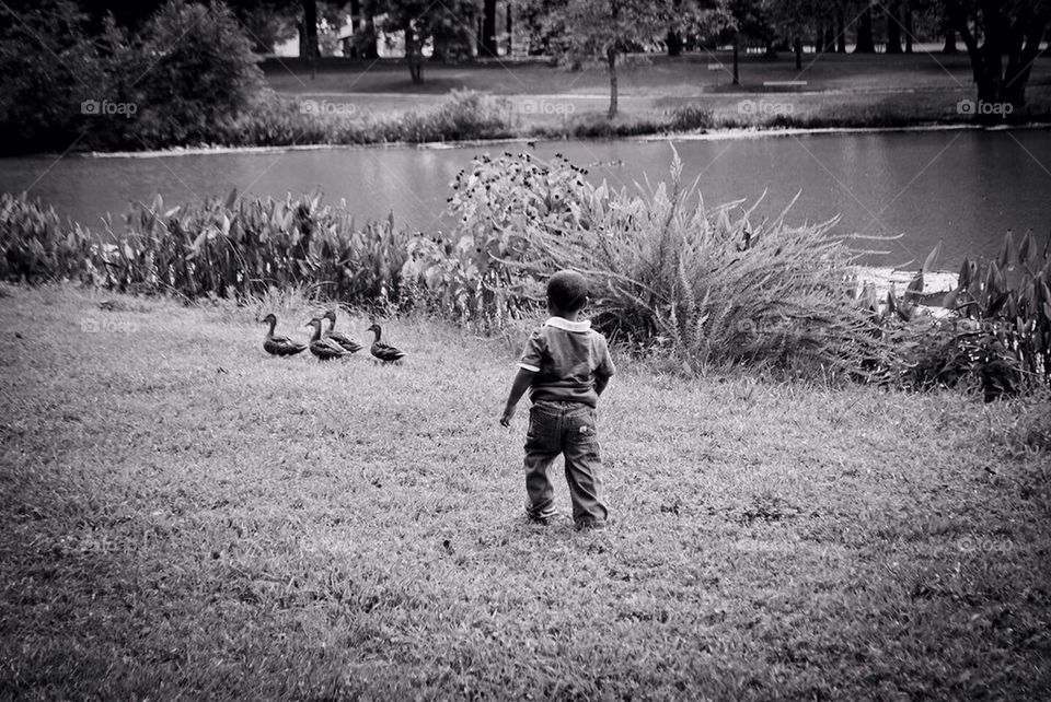 Duck chasing 