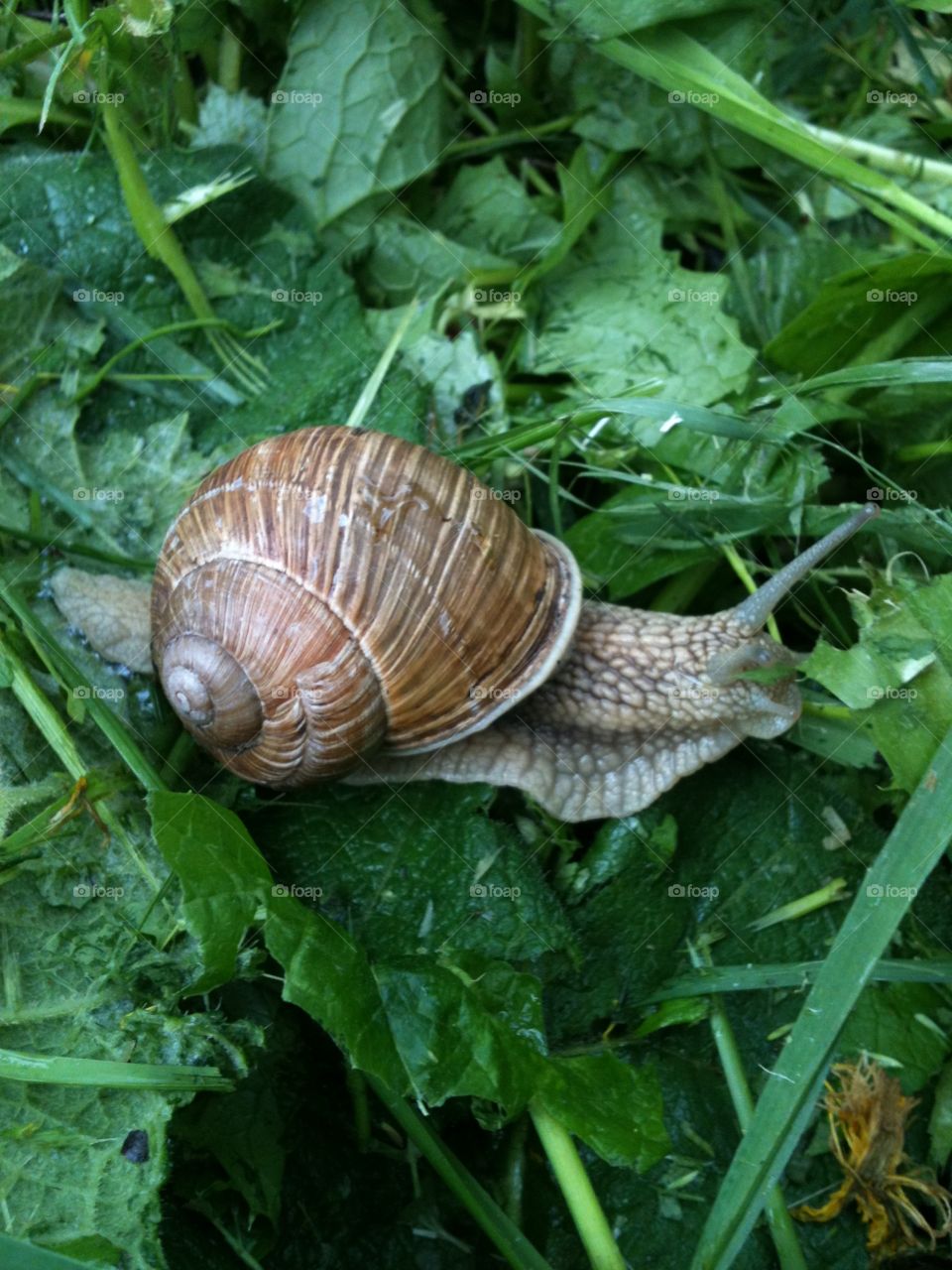 Grass snail