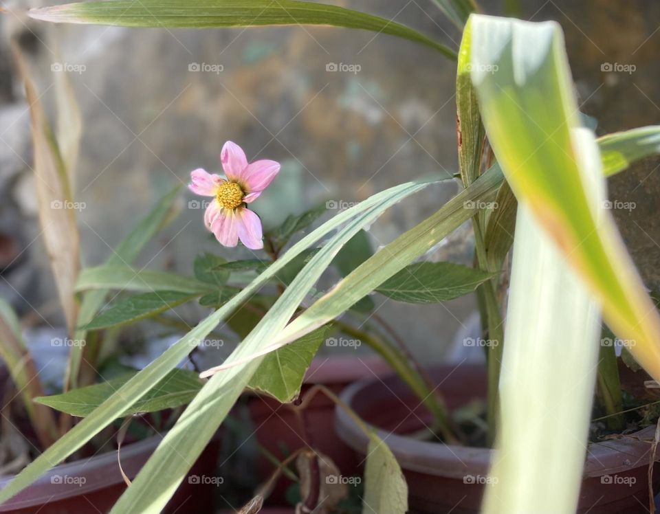 Portrait of lone bloom 