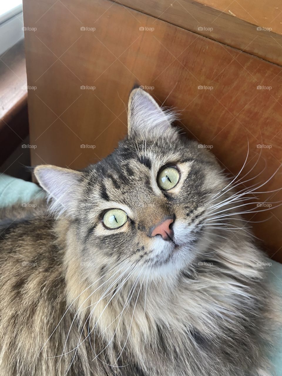 Sylvester the Siberian Cat