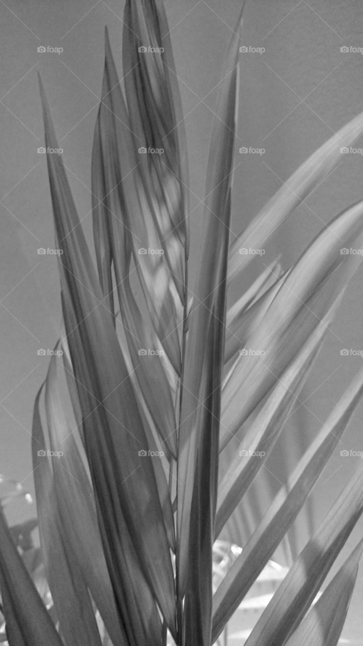 Leaf petal palm tree vertical