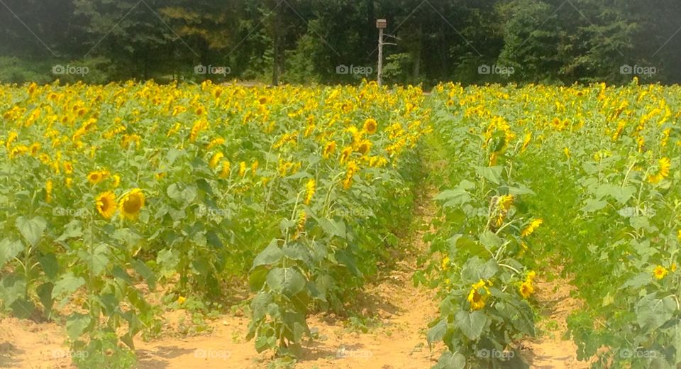 Sunshine flowers in yellow