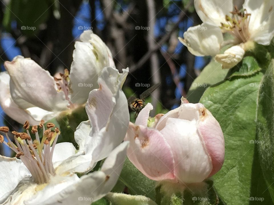 Close-up of bee pollinating flower