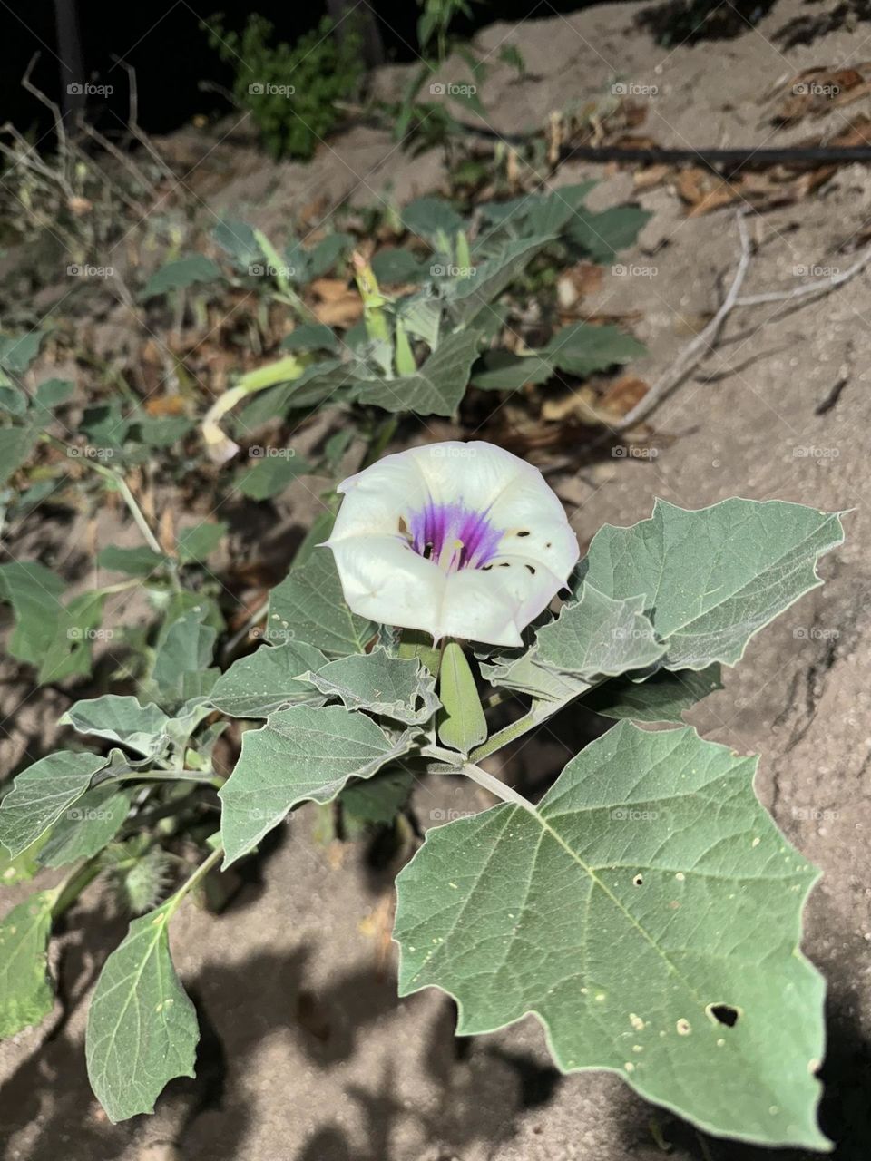 Pequeña flor en el rancho 