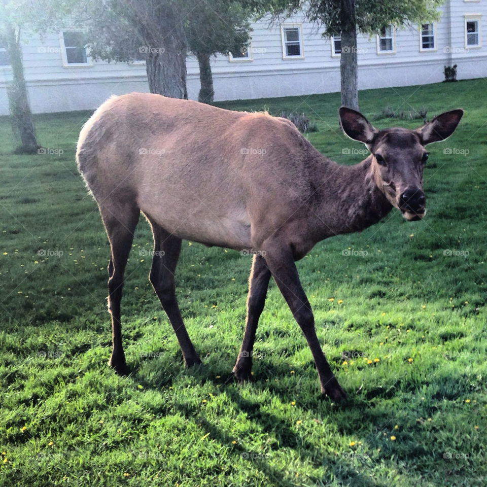 Morning Elk at Yellowstone 