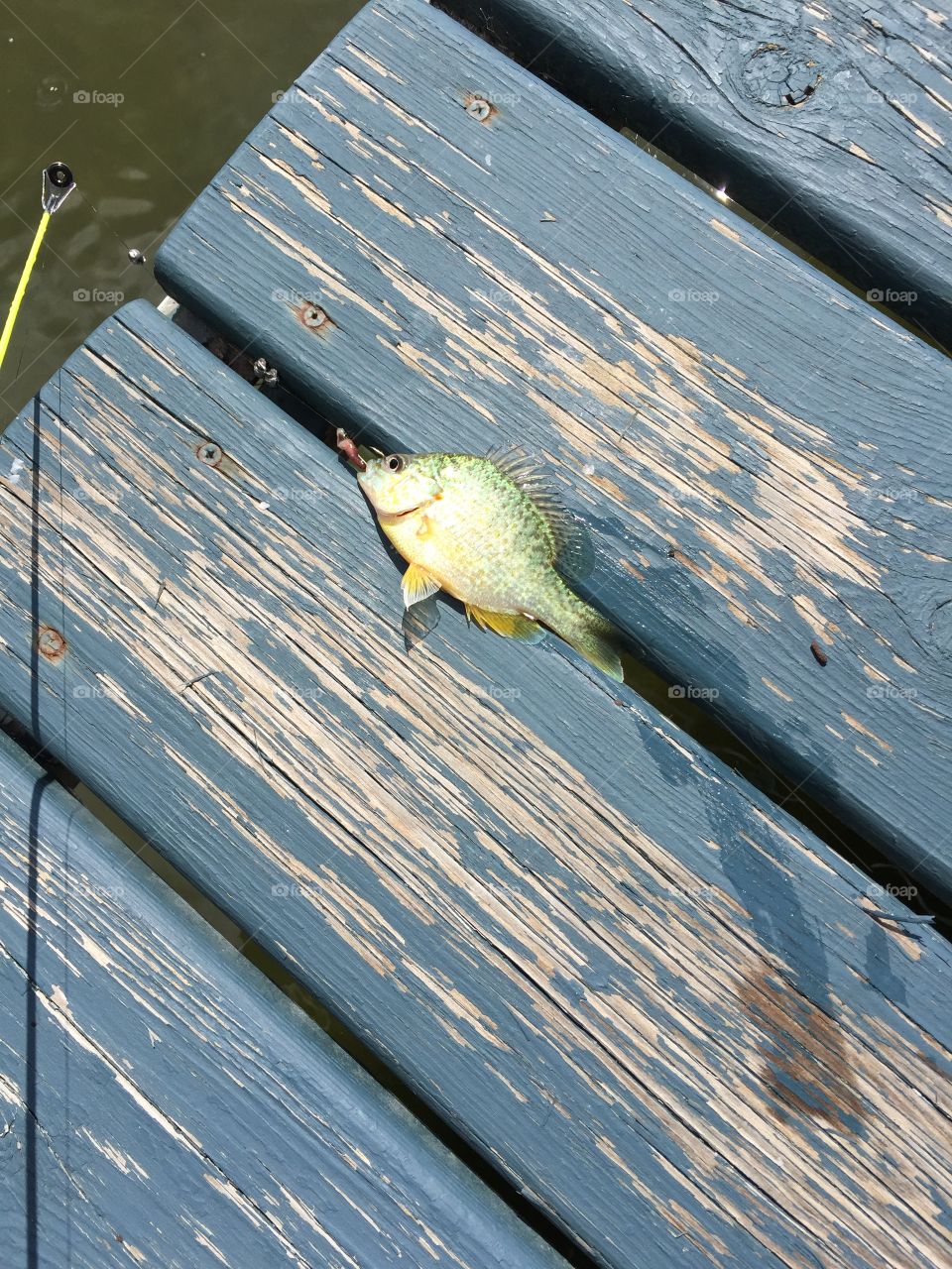 A teeny sunfish caught on a summer morning. 