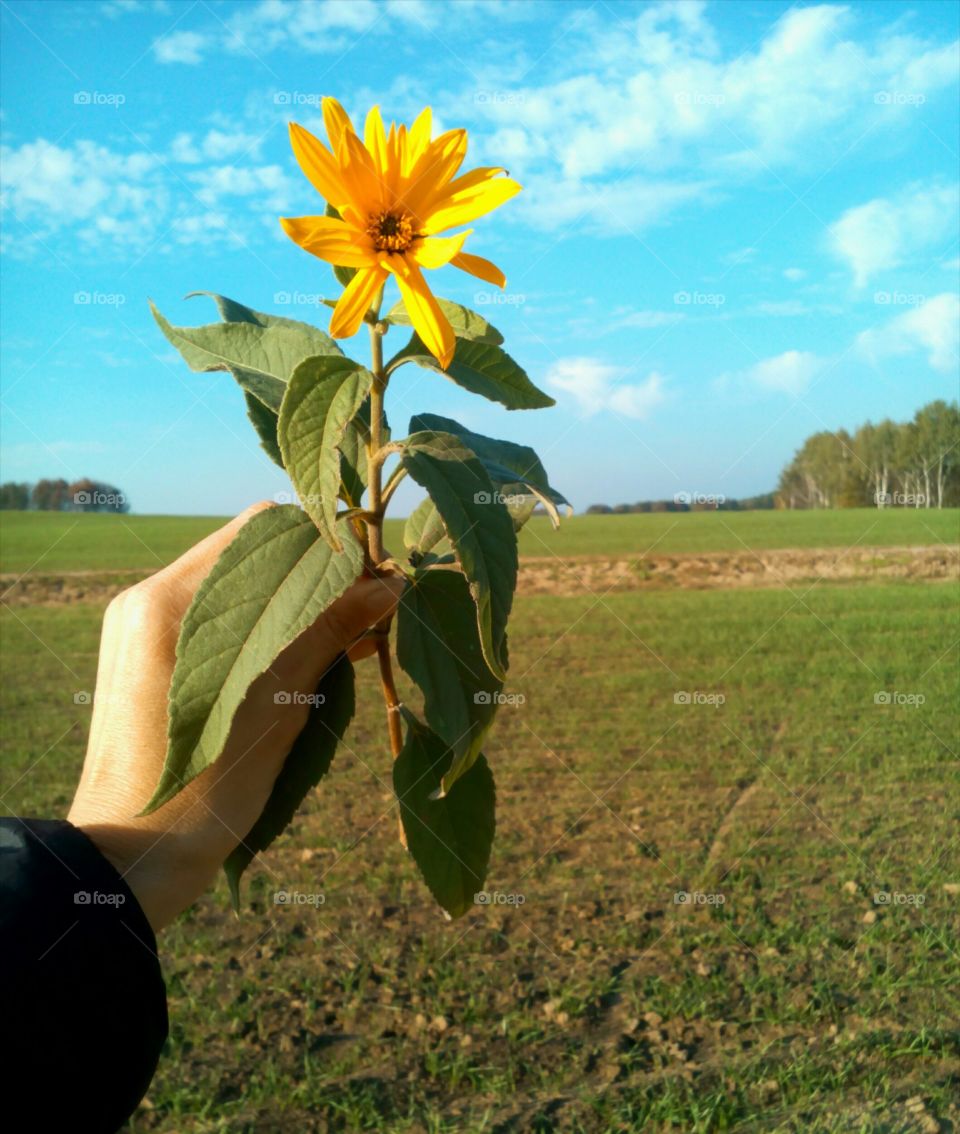 Agriculture, Nature, Growth, Farm, Field